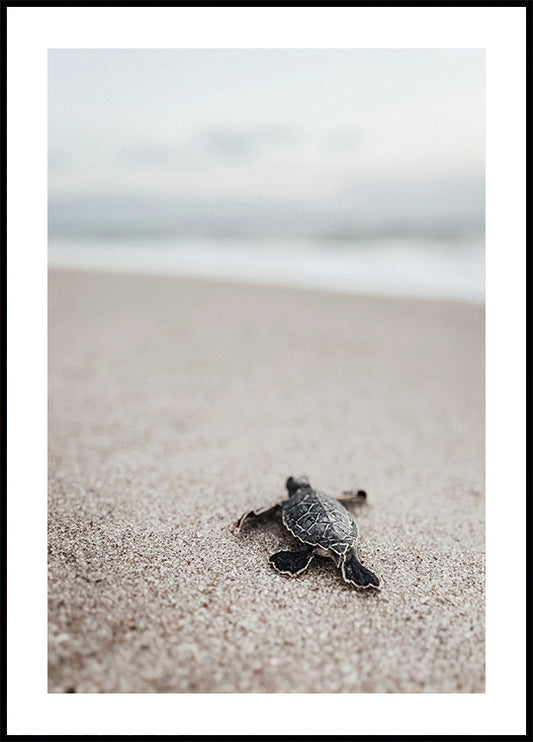 Baby Turtle Journey Plakat