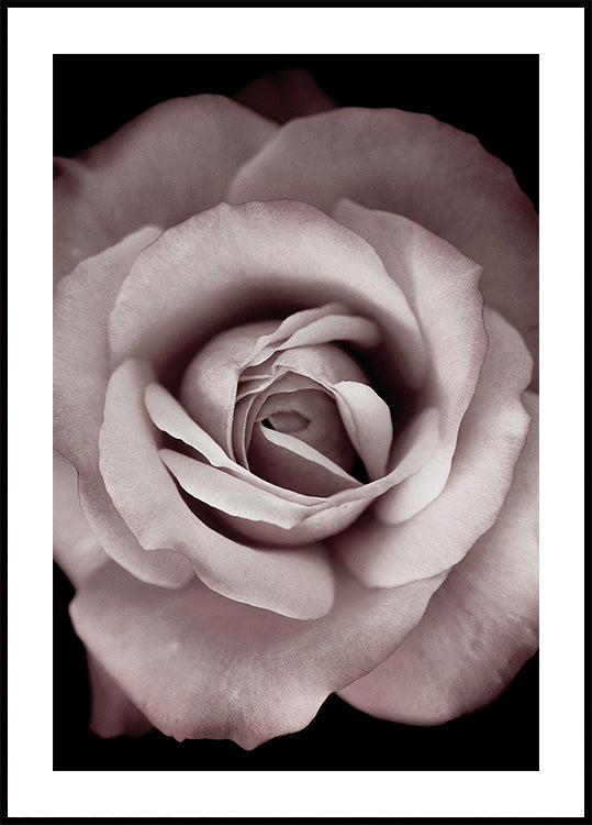 Pink Rose Plakat