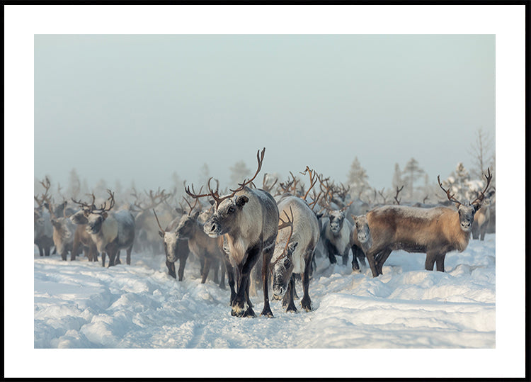 Reindeers Plakat