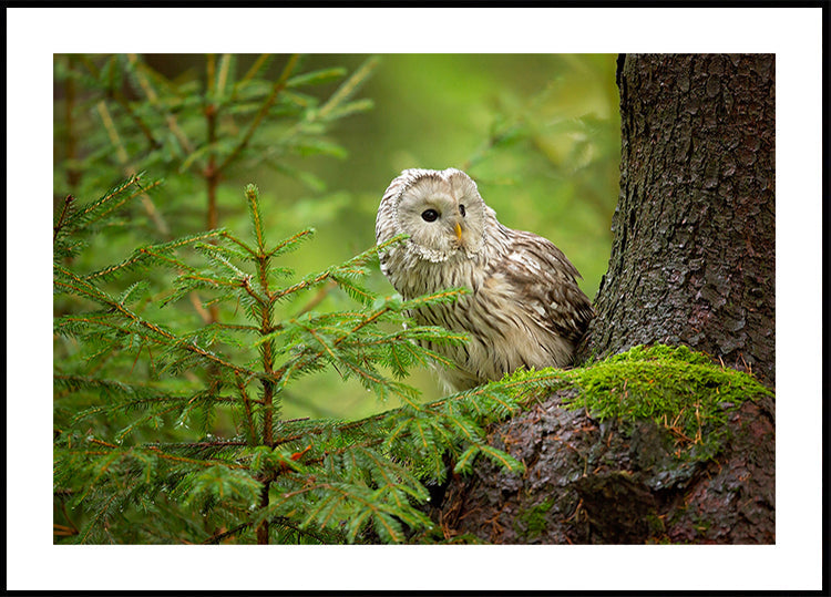 Ural Owl Plakat