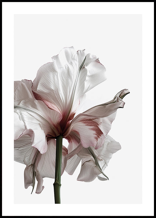 Wilting Beauty: A Drying Flower Plakat