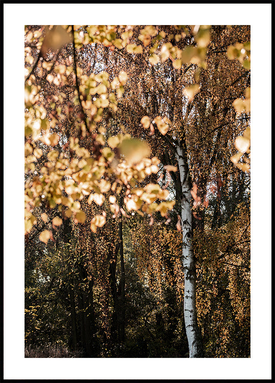 Autumn Birch Tree Plakat