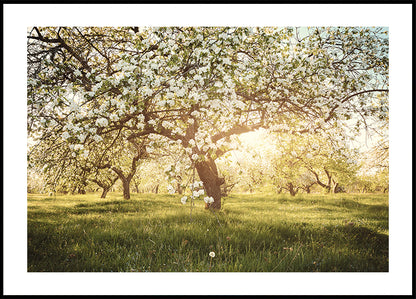 Blooming Cherry Orchard Plakat