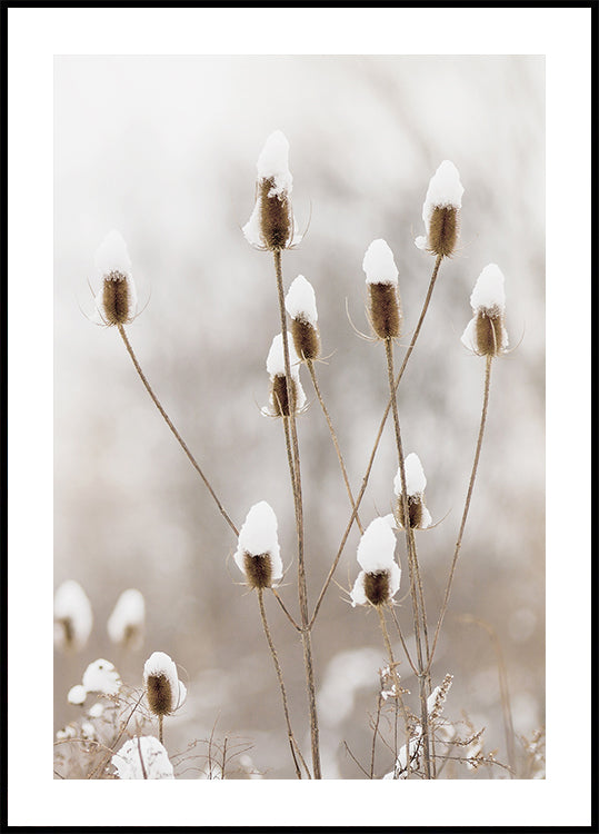 Snowy Dried Flowers Plakat