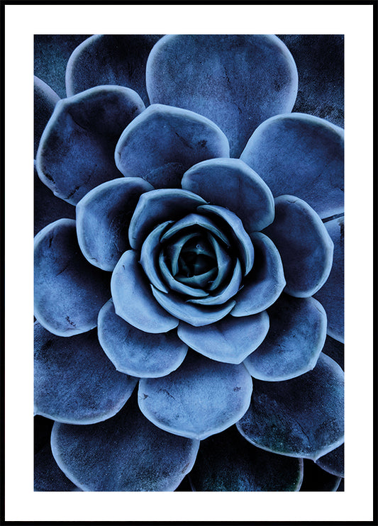 Blue Succulent Plakat