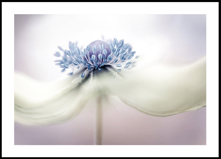 a n e m o n e Plakat