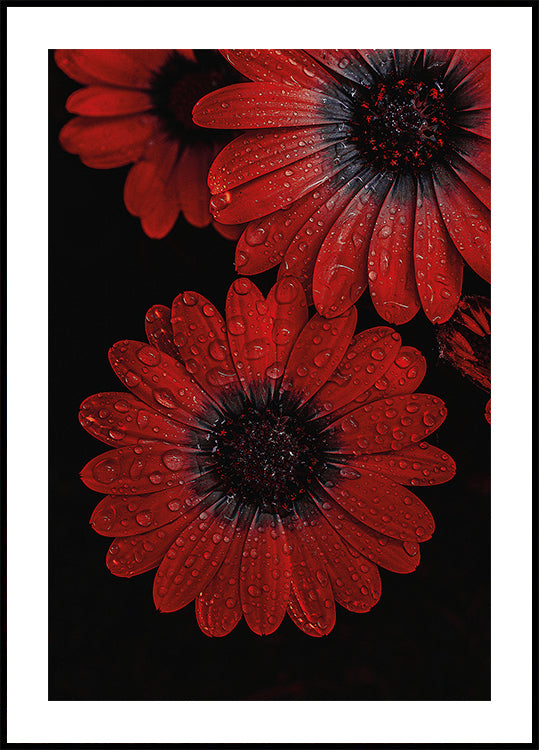 Red Dimorphotheca Flowers with Water Droplets Plakat