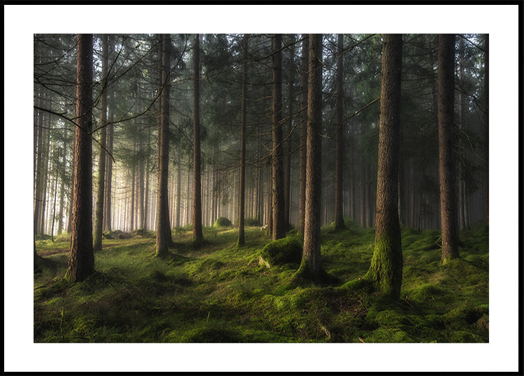 A sense of spring Plakat