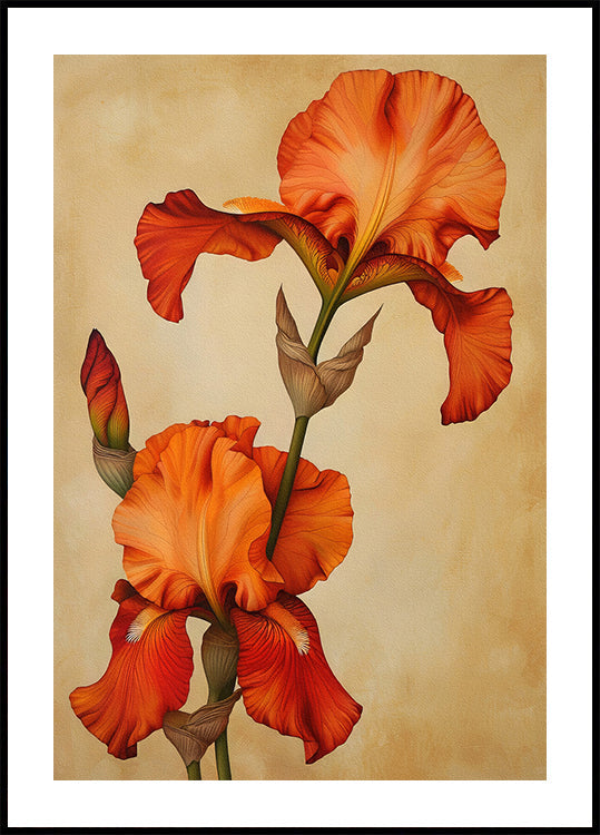 Poster Canvas Sng Iris 36 Plakat