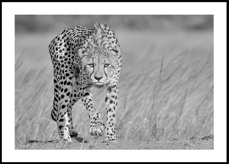 Focused predator Plakat