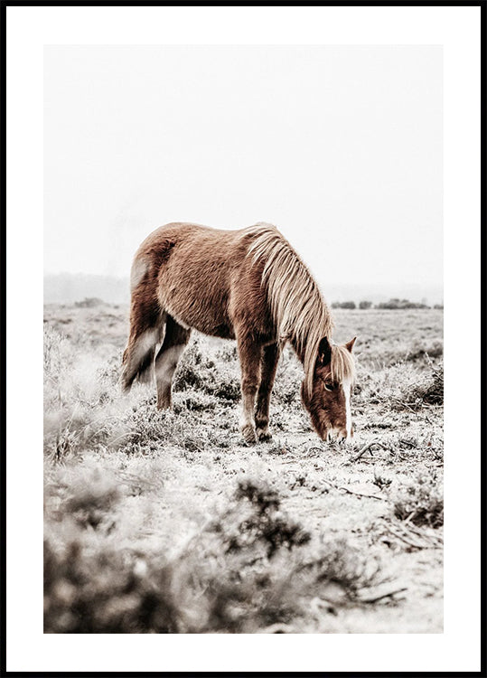 Wild Horse in Serene Landscape Nature Plakat
