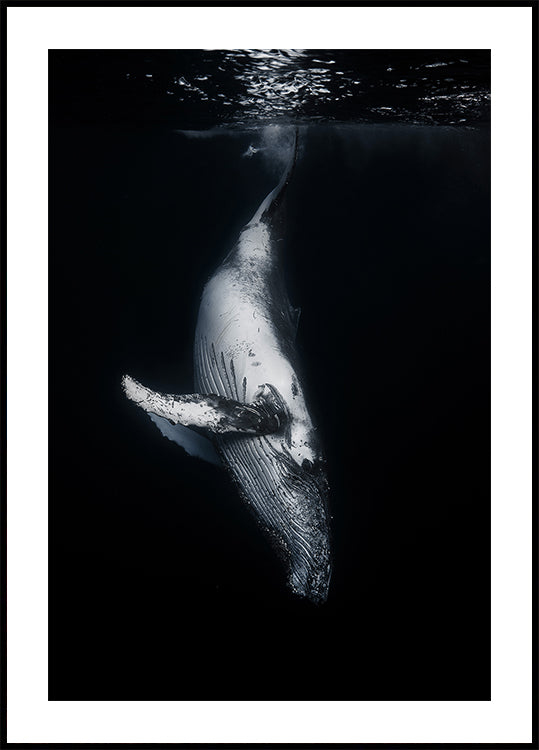 Black Whale Plakat