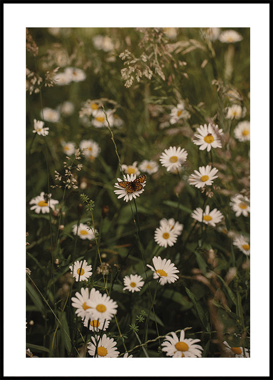 Chamomile and Butterfly Plakat