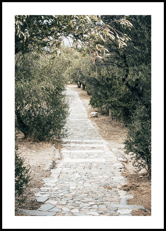 Olive Tree Garden Plakat