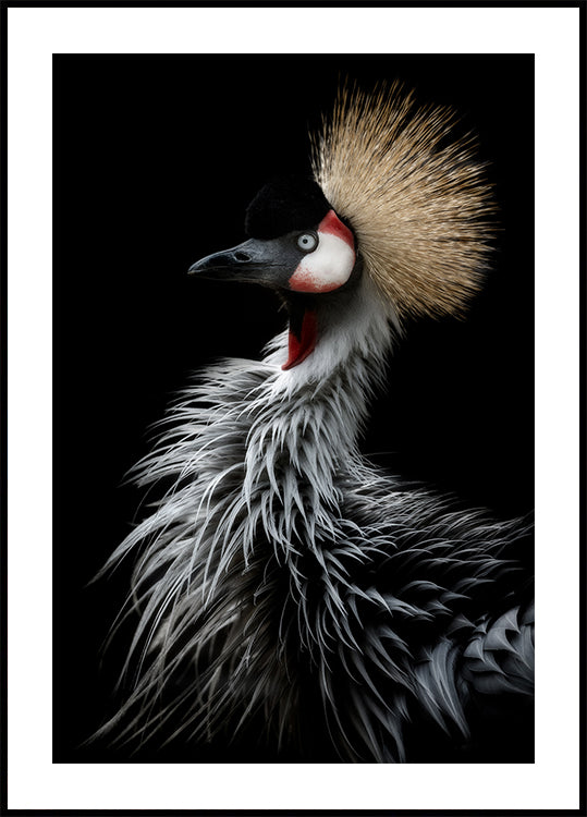 Crowned crane's portrait Plakat
