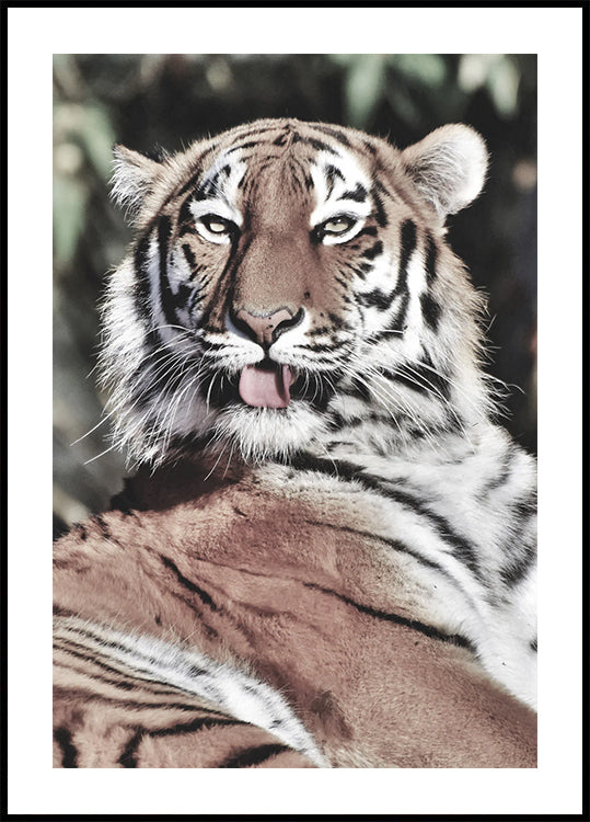 Majestic Tiger Plakat