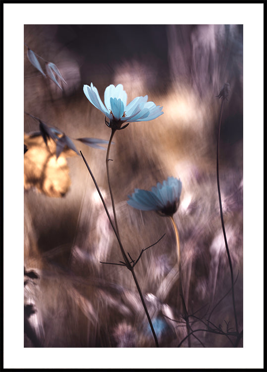 Lueur d'Automne Plakat