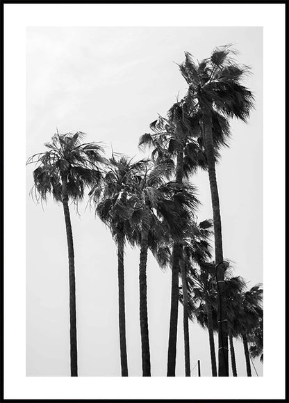 Palm Trees Plakat