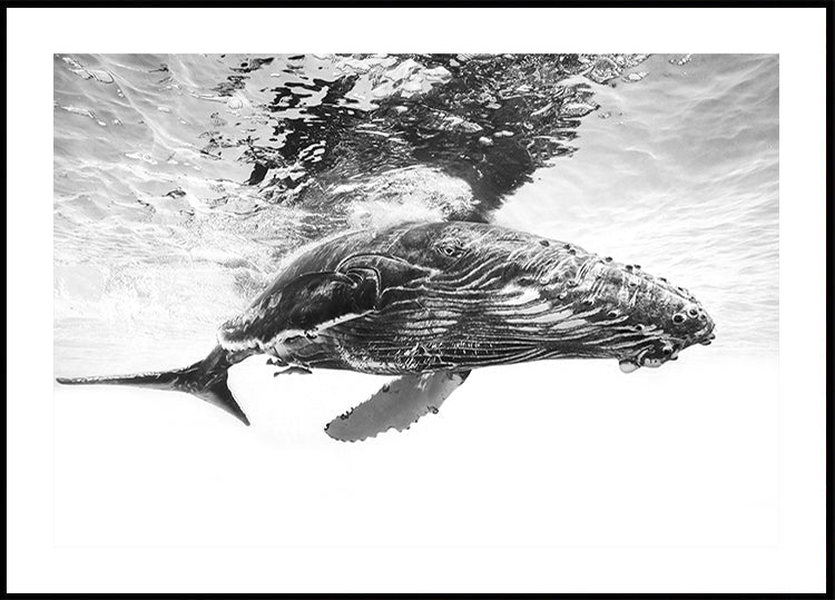 Humpback whale calf