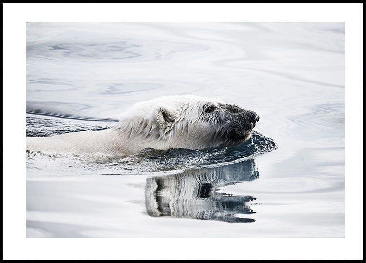 Polar Bear Swimming Plakat