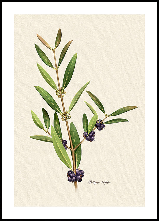 Botany Phillyrea Latifolia Poster
