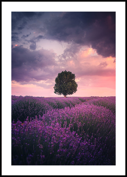 Lavender Fields, Isparta