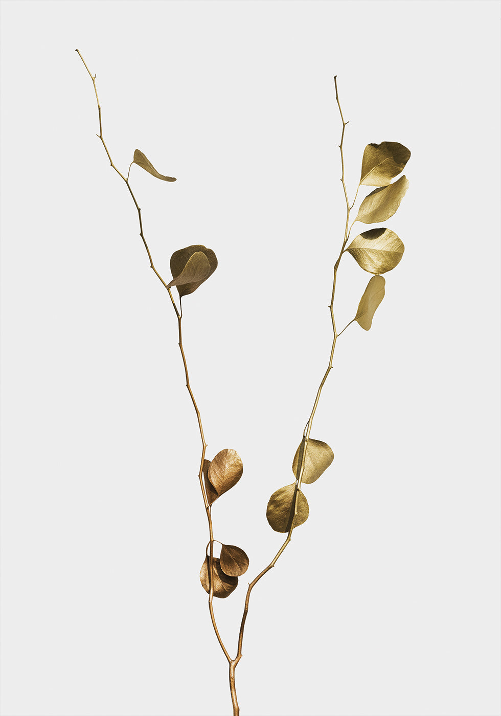 Golden Eucalyptus Branch Plakat