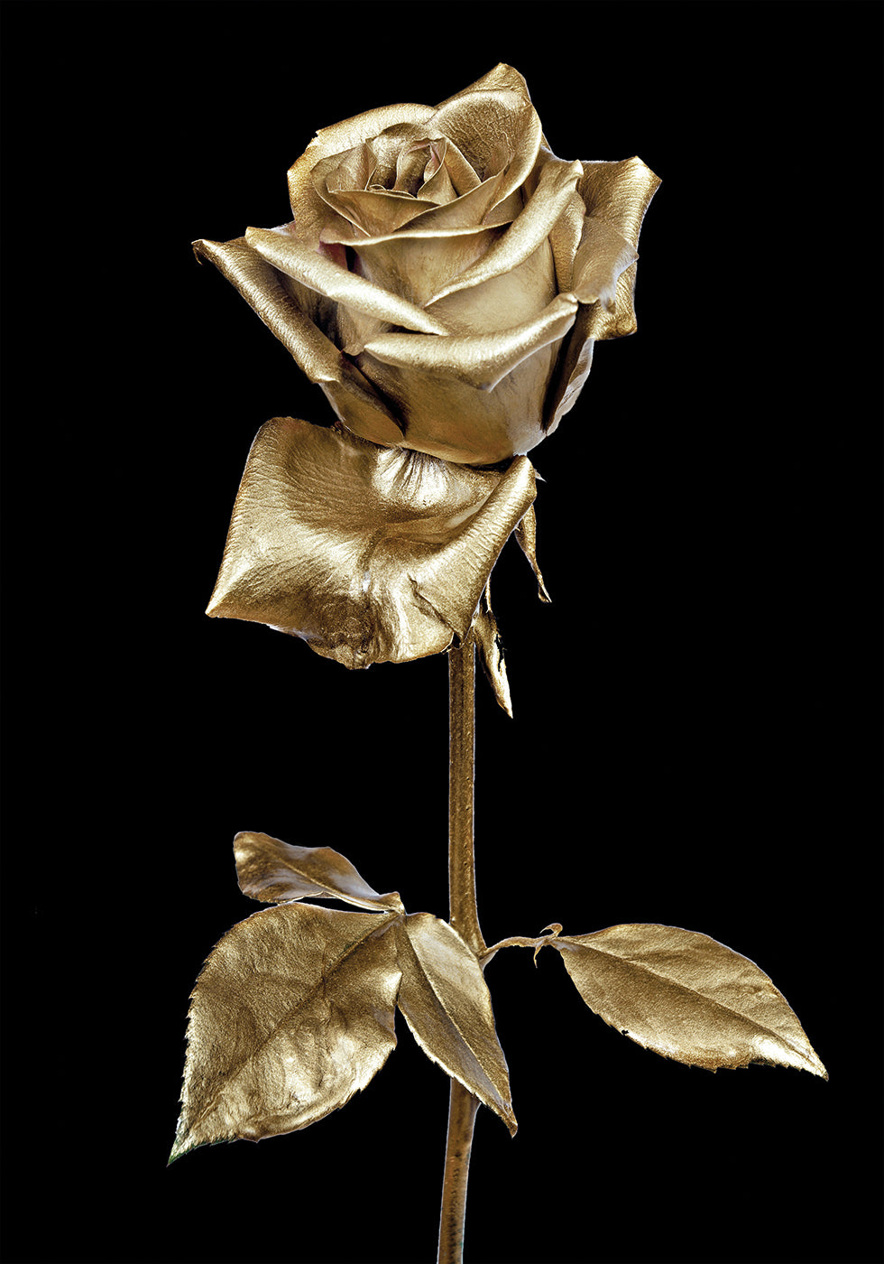 Golden Rose Art Plakat