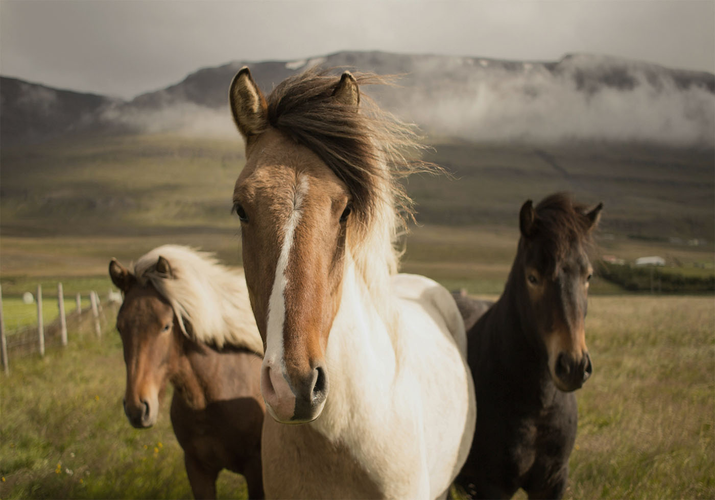 Graceful Horses Plakat