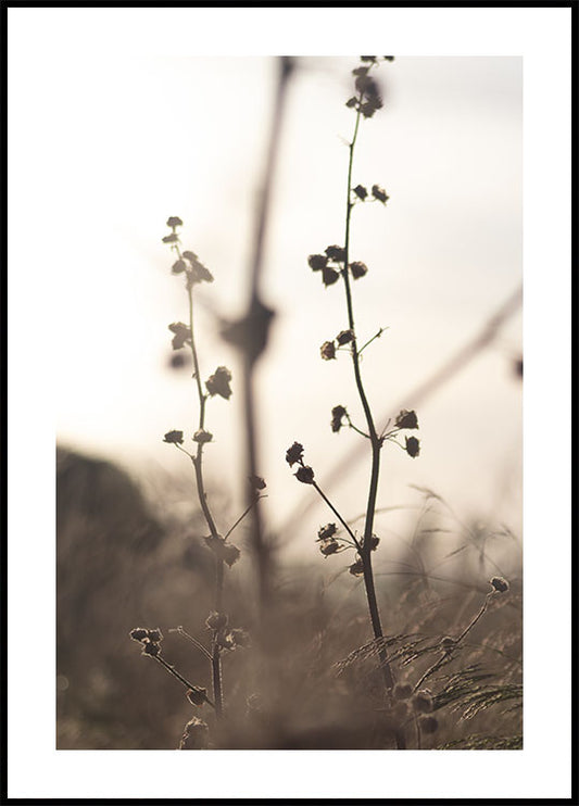 Grass Flower Plakat