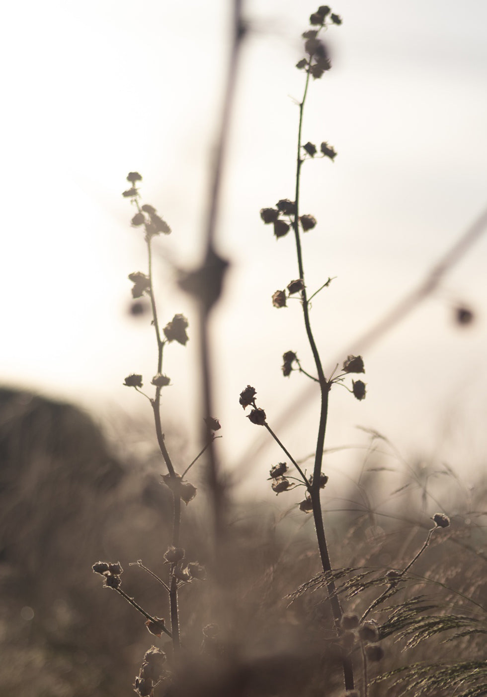 Grass Flower Plakat