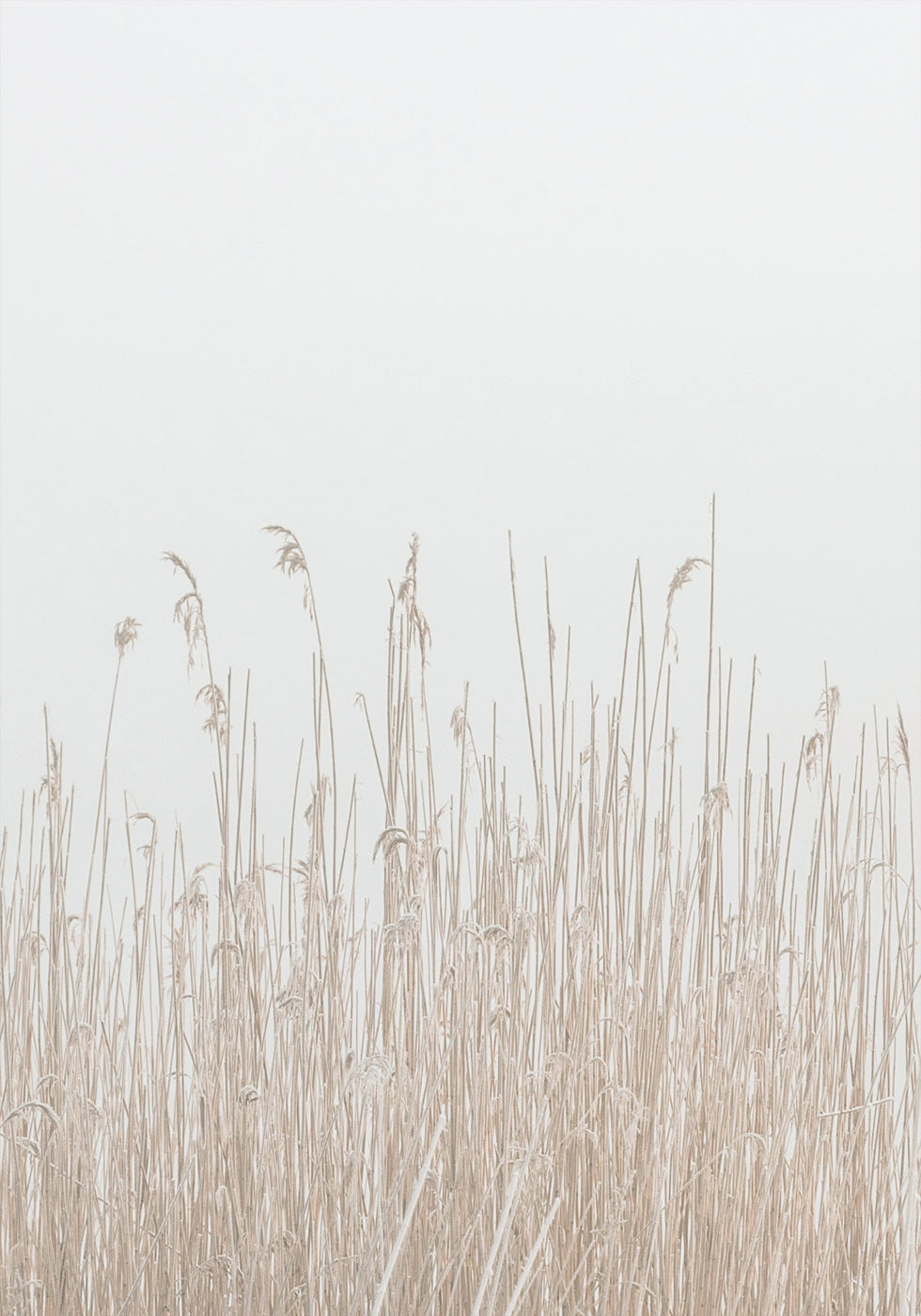 Grass In Fog Plakat