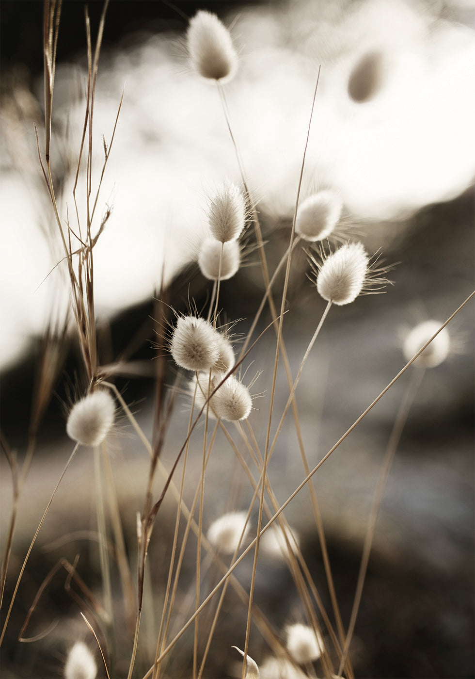 Grass In Sunlight Plakat