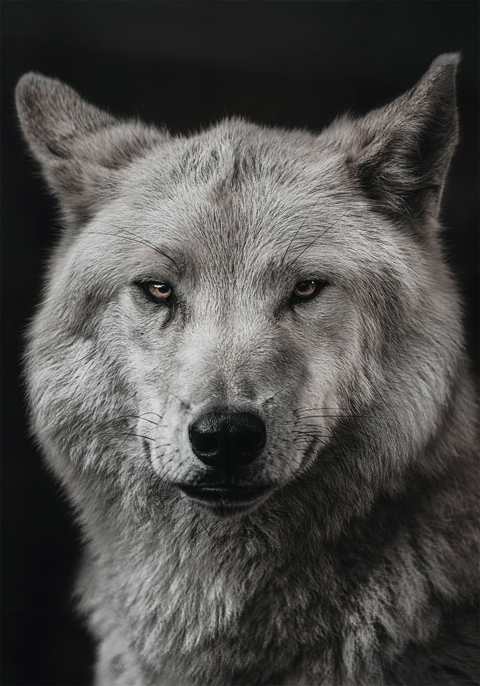 Gray Wolf Plakat