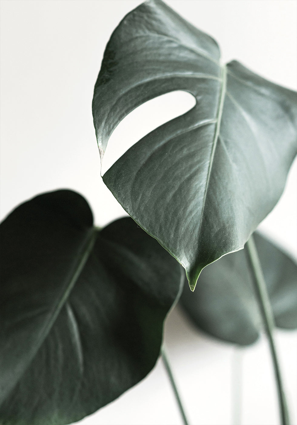 Green Plant №1 Plakat
