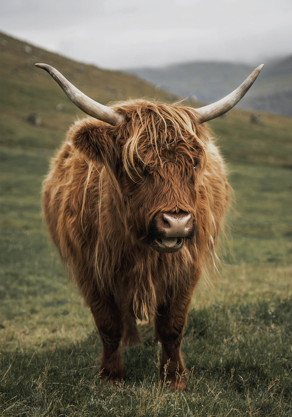 Highland Cow Near a Mountain Plakat