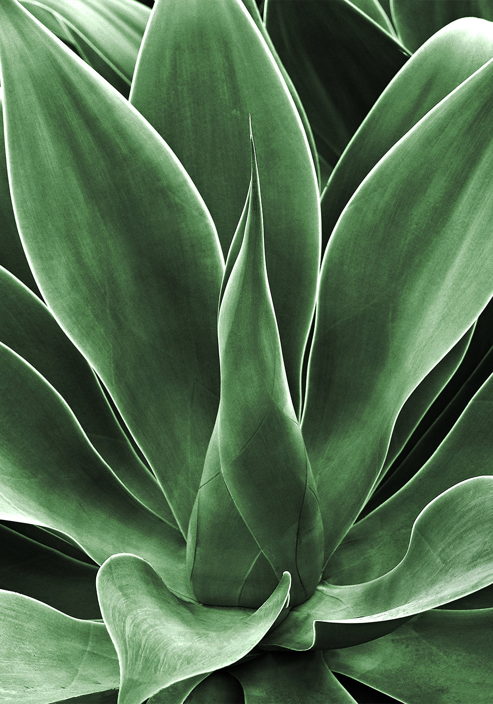 Green Leaf Detail Plakat