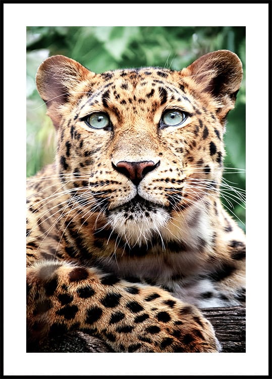 Leopard Close-Up Poster