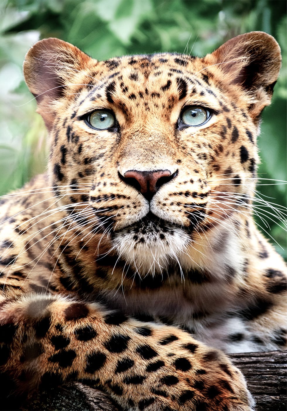 Leopard Close-Up Poster