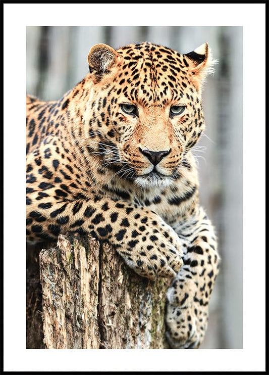 Leopard on a Stump Poster