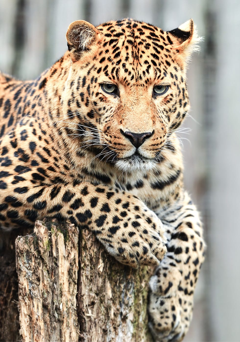 Leopard on a Stump Poster