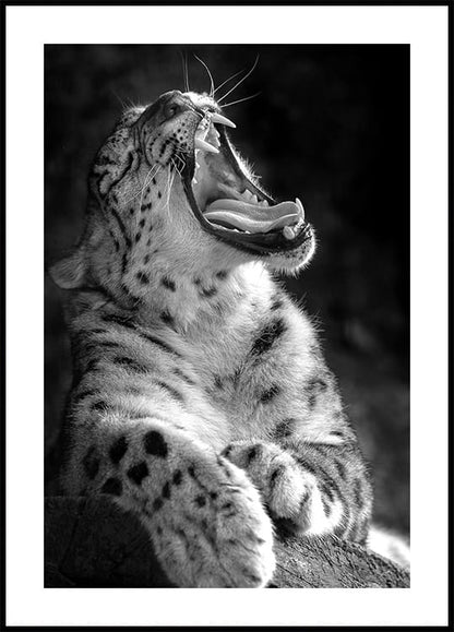 Roaring Leopard in Black & White Plakat