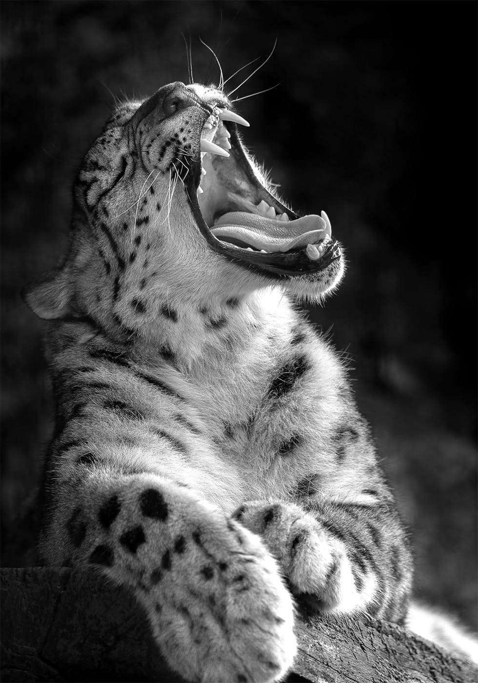 Roaring Leopard in Black & White Plakat