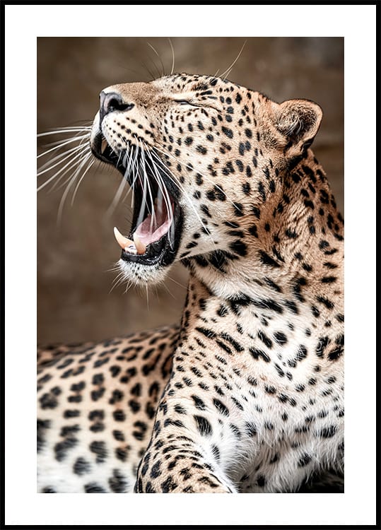 Roaring Leopard in Nature Plakat