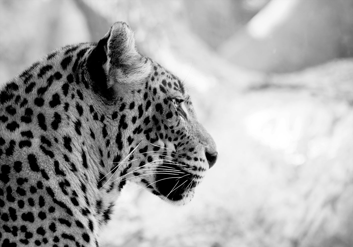 Leopard in Profile, Black & White Plakat