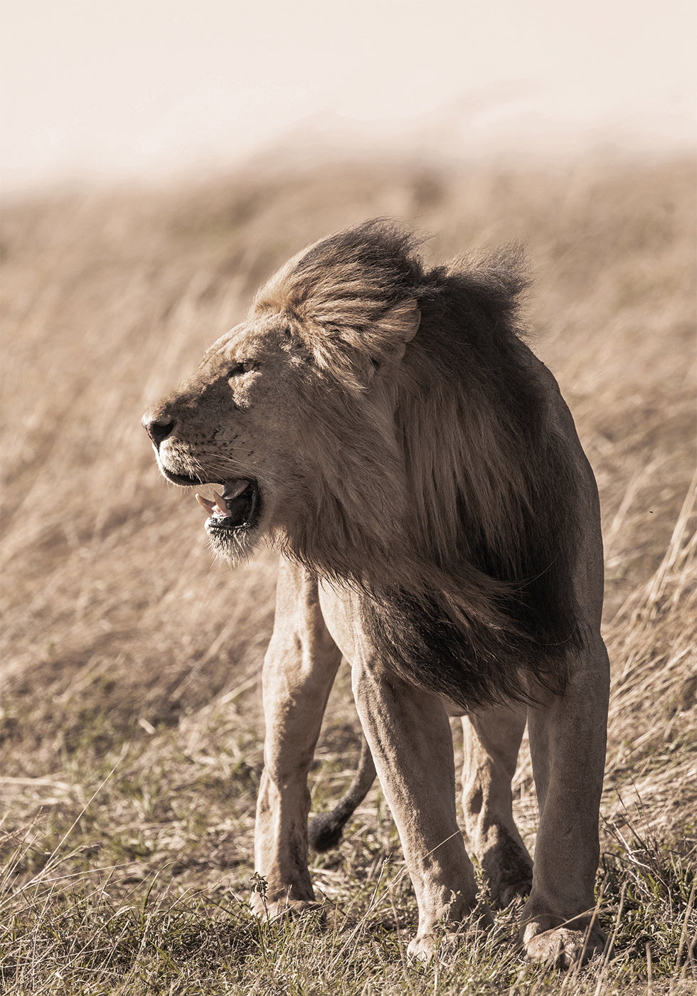 Lion In Profile Plakat