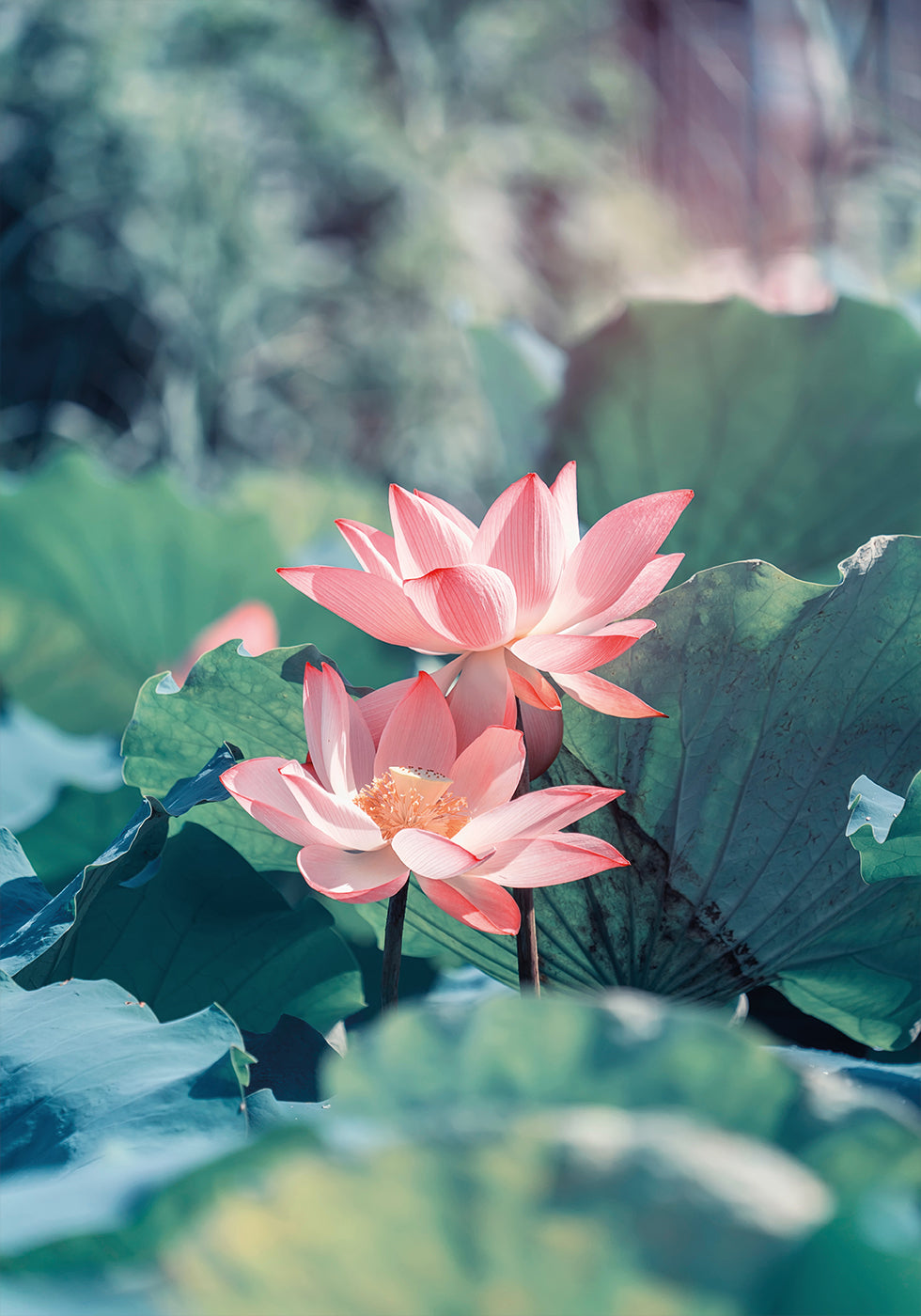 Blooming Lotus Flower Plakat