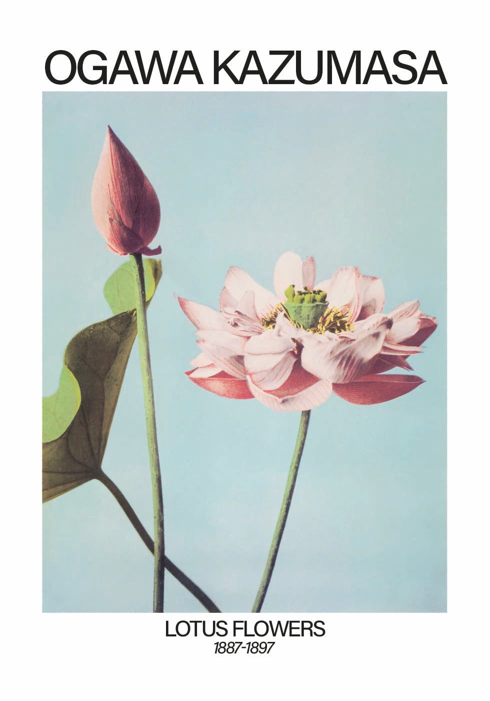 Lotus Flowers Print, Ogawa Kazumasa Plakat