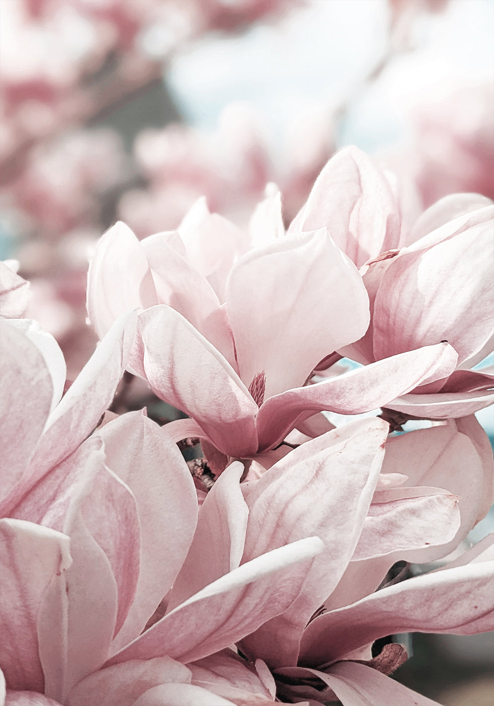 Magnolia Blossom Plakat