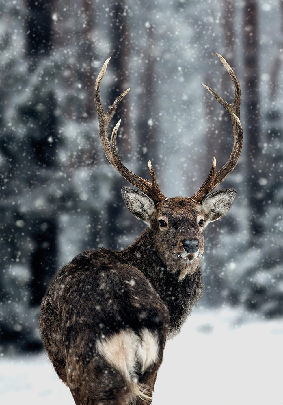 Majestic Deer in Snow Plakat